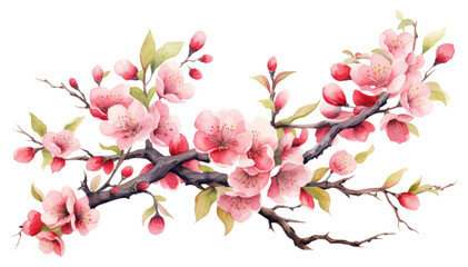 Obraz na płótnie Canvas PNG Blossom flower cherry plant