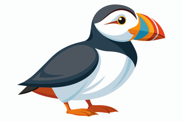 puffin vector illustration on white background