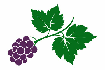 Grape branch with leaves close up silhouette on white background