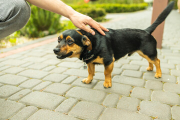 Cute mixed breed dog playing with its owner in the garden.