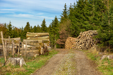 Timber harvesting. Pile, stack of many sawn logs of pine trees