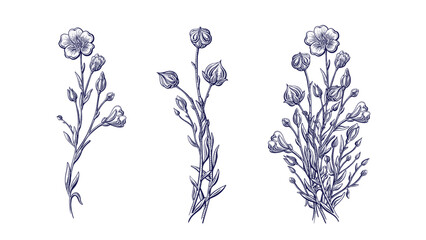 Wild flax flower, decorative linen seed Floral set
