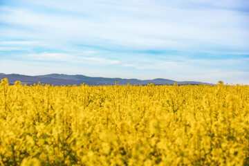 Yellow rapeseed field. Blooming canola flowers.