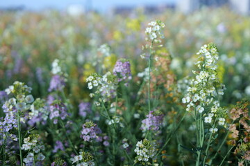 Romantic flower sea, rapeseed flowers, blue sky, yellow flowers, natural landscape, outdoor wedding, outdoor activities, meditation place，pink flowers,spring green,colorful