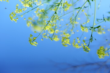 Romantic flower sea, rapeseed flowers, blue sky, yellow flowers, natural landscape, outdoor wedding, outdoor activities, meditation place，pink flowers,spring green,colorful