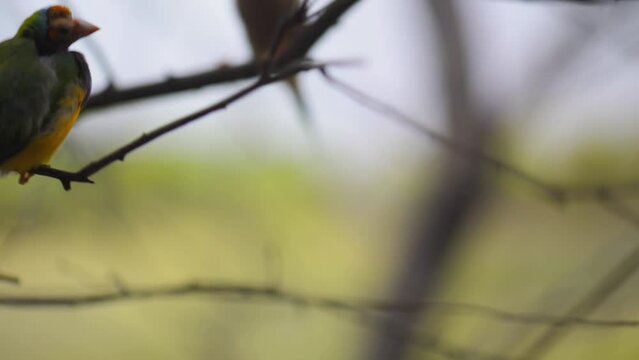 Gouldian finch (Erythrura gouldiae)