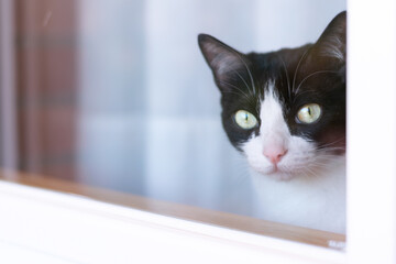 Black and white cat looking through the window © Miriam