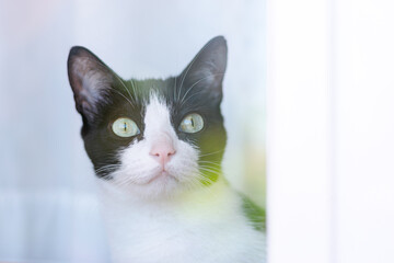 Black and white cat looking through the window
