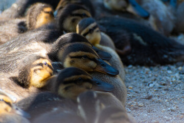 group of little ducks