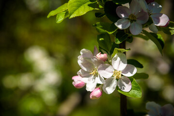 Closeup blossoming tree brunch with white flowers. Flowering of apple trees.