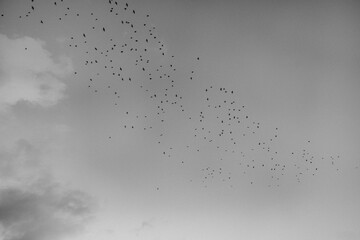 black and white birds