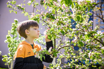 The boy at the apple blossom in the spring garden