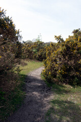 Fototapeta na wymiar Walking Through The New Forest Countryside in the UK on a Woodland Path With Wild Horses