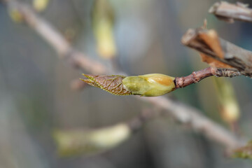 Climbing hydrangea branch with leaf buds