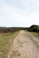 Walking Through The New Forest Countryside in the UK on a Woodland Path With Wild Horses