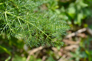 Common fennel green leaves