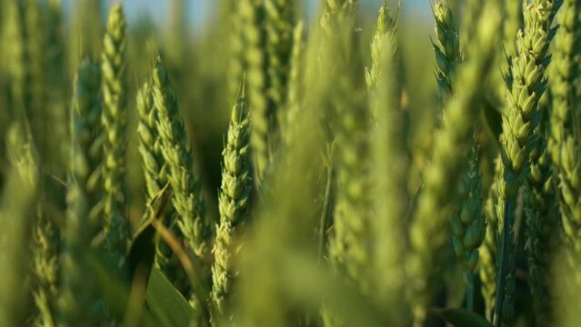 Young green ears of wheat close up. Wheat field grows for bread. Traditional farming. Farmland, farm, countryside landscape
