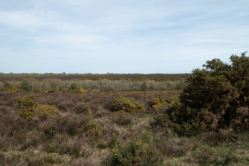 Walking Through The New Forest Countryside in the UK on a Woodland Path With Wild Horses