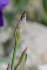 Stoff pro Meter Illyrian iris flower bud © nahhan