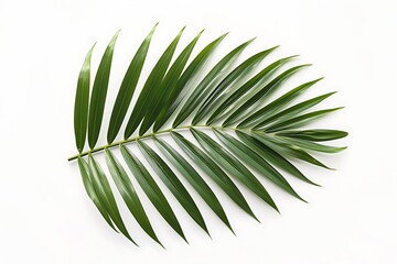Fototapeta premium summer green tropical palm tree leaf isolated on white background, cut out floral element for design