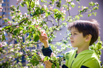 seven year old boy looks at a flowering tree in spring afternoon