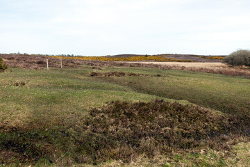 Walking Through The New Forest Countryside in the UK on a Woodland Path With Wild Horses