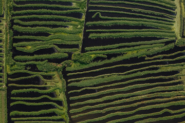 Green Nature and Lake