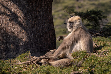 Nepal Sacred Langur - Semnopithecus schistaceus, beautiful popular primate with grey fur endemic in Himalayas, Shimla, India.