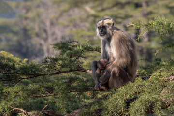 Nepal Sacred Langur - Semnopithecus schistaceus, beautiful popular primate with grey fur endemic in Himalayas, Shimla, India.