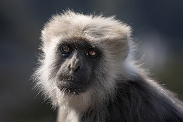 Fototapeta premium Nepal Sacred Langur - Semnopithecus schistaceus, beautiful popular primate with grey fur endemic in Himalayas, Shimla, India.