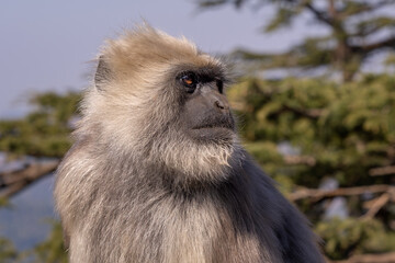 Nepal Sacred Langur - Semnopithecus schistaceus, beautiful popular primate with grey fur endemic in...
