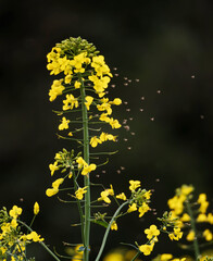 Rapsblüten, milde Luft Mücken schwirren 