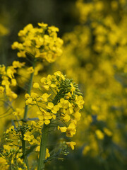 Rapsblüten, milde Luft Mücken schwirren 