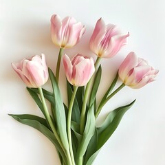 Pink tulips on white background. Flat lay, top view.