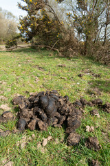 A Woodland Walk with Wild Horse Poo or Poop Manure on the Side of the Road on Grass Verge