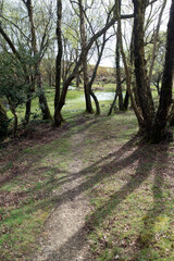 Fototapeta premium Walking Through The New Forest Countryside in the UK on a Woodland Path With Wild Horses