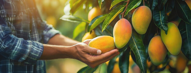 Orchard Worker Selects the Perfect Mango. Hands carefully pick fruit. Agriculture expert examines...
