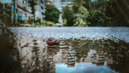 Photo of a snail crawling on a mirrored table surface on which is reflected a blue sky with a white...