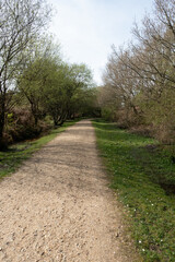 Walking Through The New Forest Countryside in the UK on a Woodland Path With Wild Horses