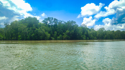 photography of natural mangrove forests on the edge of the sea