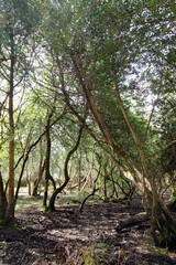 Fototapeta premium Walking Through The New Forest Countryside in the UK on a Woodland Path With Wild Horses