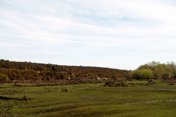 Fototapeta premium Walking Through The New Forest Countryside in the UK on a Woodland Path With Wild Horses