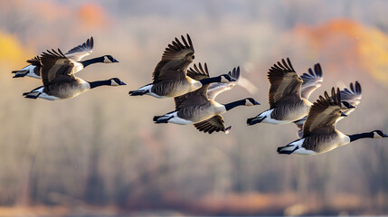 Canadian Geese Flying in V Formation - obrazy, fototapety, plakaty