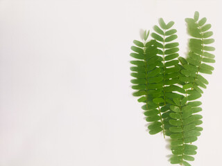 photography of tamarind leaves on an isolated white background