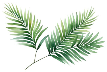PNG Plant leaf tree fern