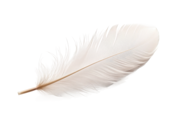 Ethereal Dance of a White Feather. On a White or Clear Surface PNG Transparent Background.