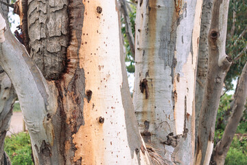 eucalyptus tree trunk textured bark in australian bushland
