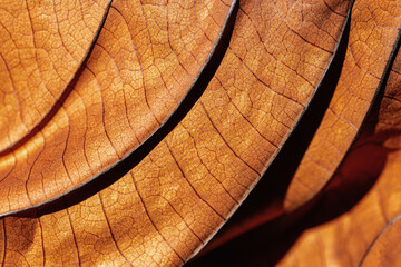 Autumn Dried leaf close up with natural veins pattern, brown leaf as nature background. Trend...