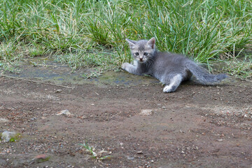 Kittens playing, gray cat, cute kitten