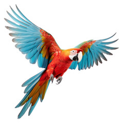 Fototapeta premium PNG Parrot bird animal macaw. 